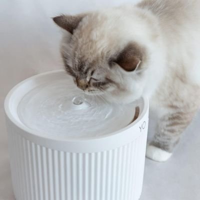 Bebedouro para Gatos Automático com Filtro de Carvão Ativado